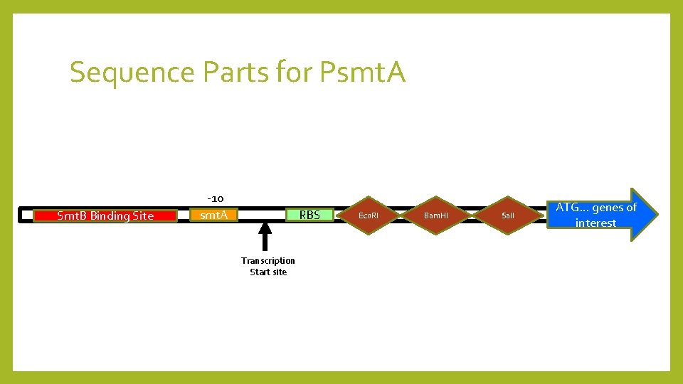 Sequence Parts for Psmt. A Smt. B Binding Site -10 smt. A RBS Transcription