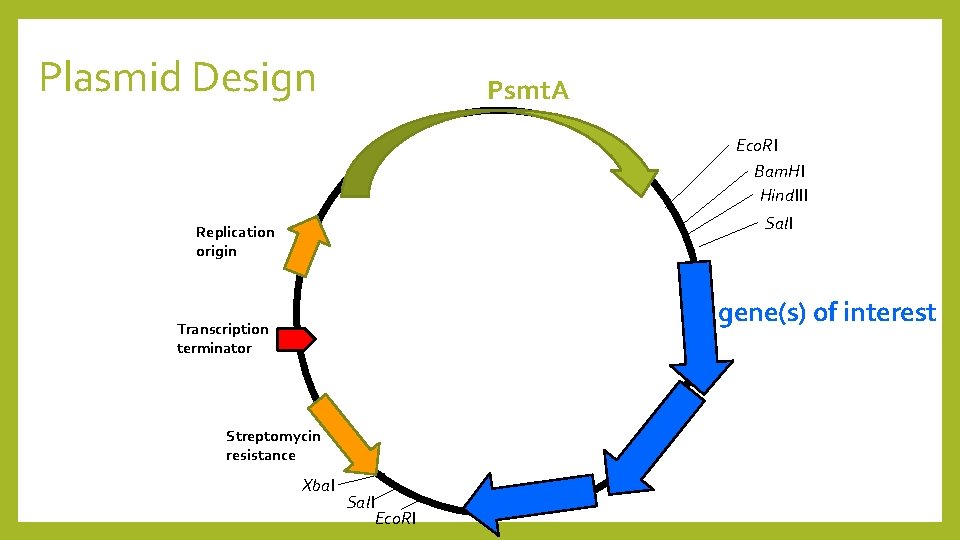 Plasmid Design Psmt. A Eco. RI Bam. HI Hind. III Sal. I Replication origin