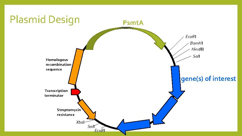 Plasmid Design Psmt. A Eco. RI Bam. HI Hind. III Sal. I Homologous recombination