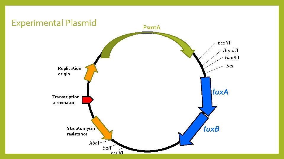 Experimental Plasmid Psmt. A Eco. RI Bam. HI Hind. III Sal. I Replication origin