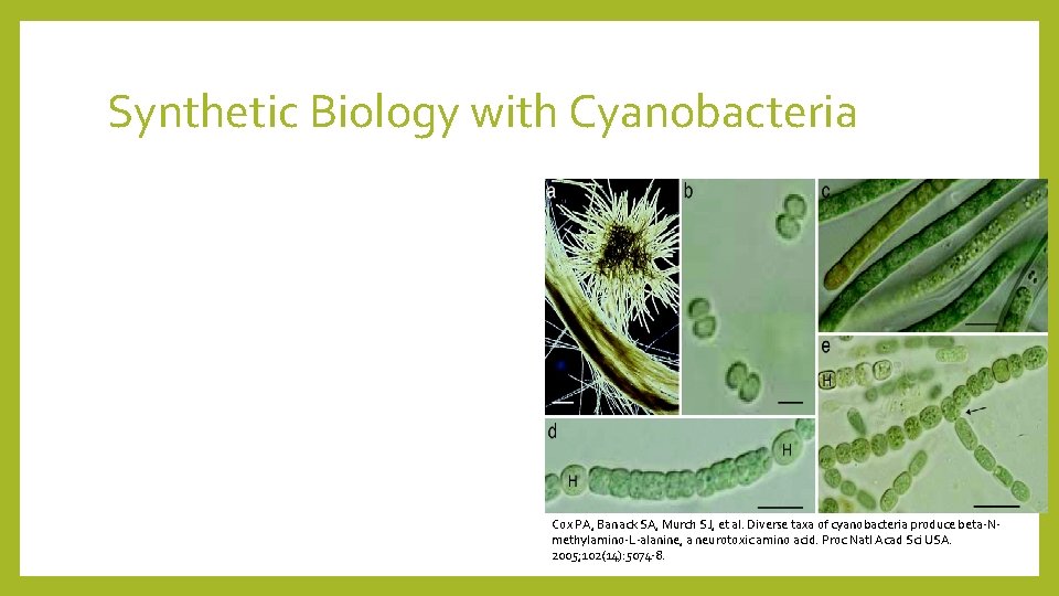 Synthetic Biology with Cyanobacteria Cox PA, Banack SA, Murch SJ, et al. Diverse taxa