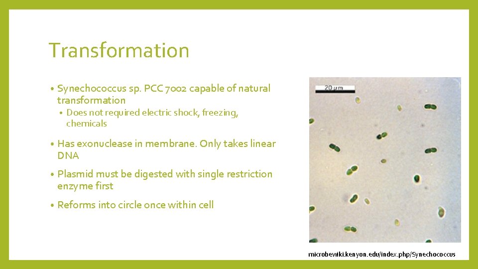 Transformation • Synechococcus sp. PCC 7002 capable of natural transformation • Does not required