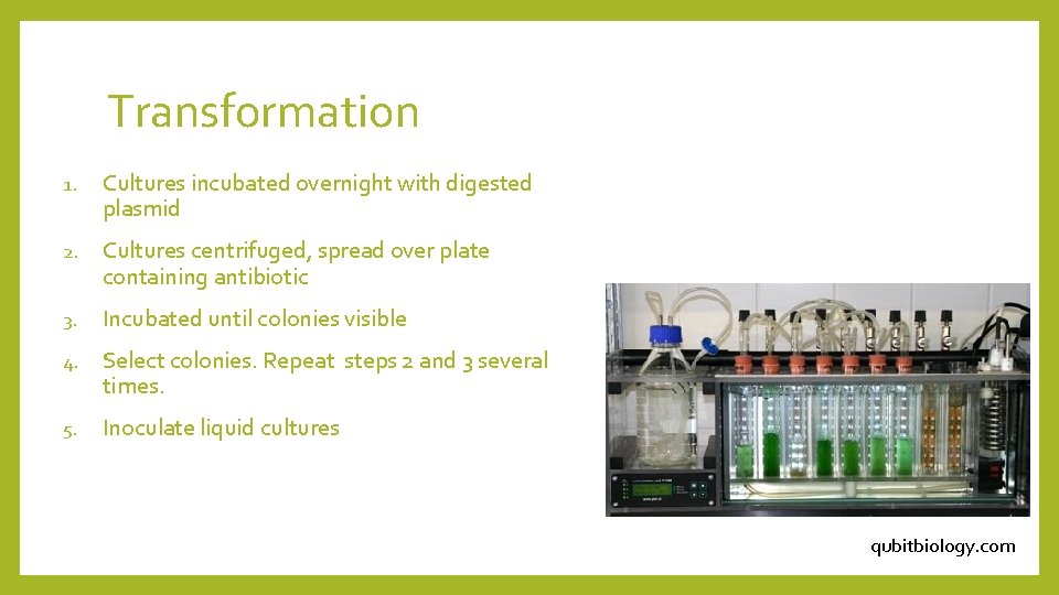 Transformation 1. Cultures incubated overnight with digested plasmid 2. Cultures centrifuged, spread over plate