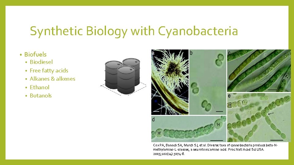 Synthetic Biology with Cyanobacteria • Biofuels • • • Biodiesel Free fatty acids Alkanes