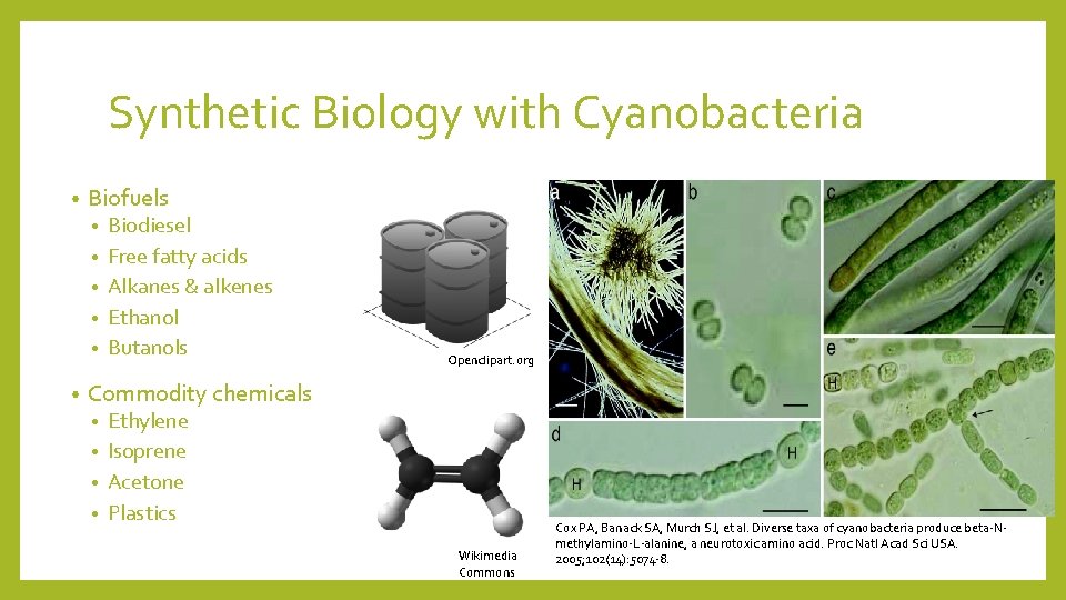 Synthetic Biology with Cyanobacteria • Biofuels • • • Biodiesel Free fatty acids Alkanes