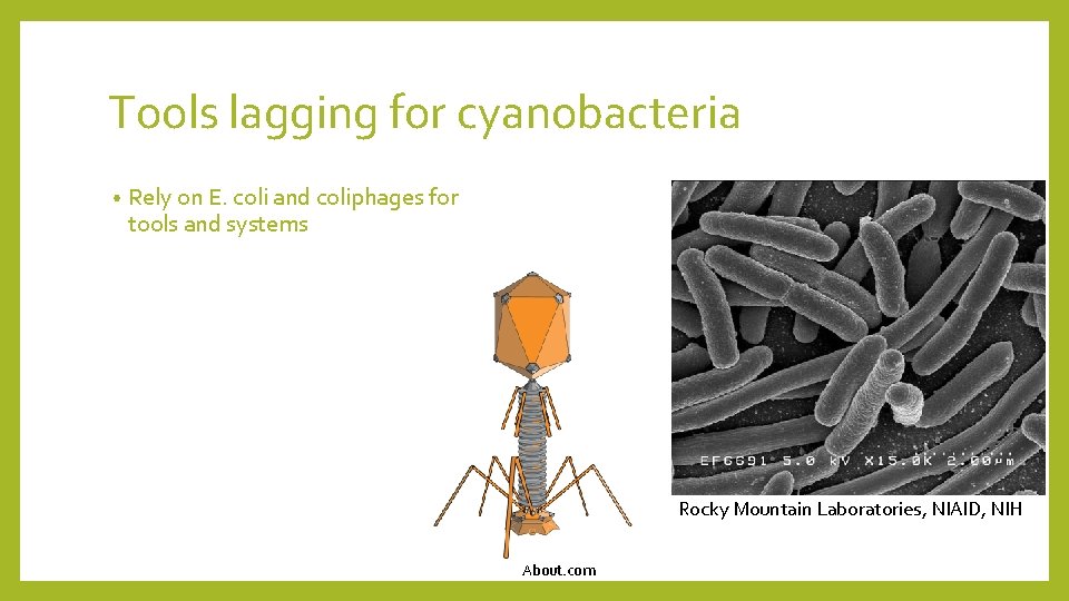 Tools lagging for cyanobacteria • Rely on E. coli and coliphages for tools and