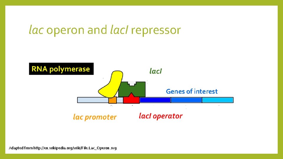 lac operon and lac. I repressor Genes of interest Adapted from http: //en. wikipedia.