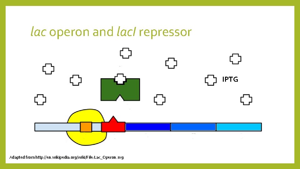 lac operon and lac. I repressor IPTG Adapted from http: //en. wikipedia. org/wiki/File: Lac_Operon.