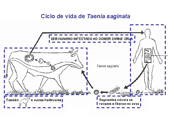 Ciclo de vida de Taenia saginata 