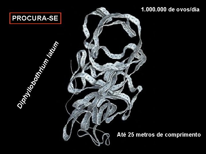 1. 000 de ovos/dia Dip hy llo bo thr i um lat um PROCURA-SE