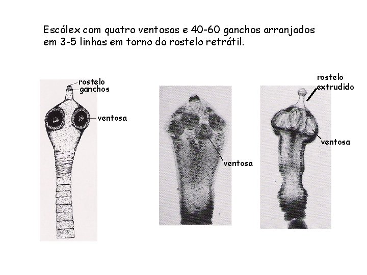 Escólex com quatro ventosas e 40 -60 ganchos arranjados em 3 -5 linhas em