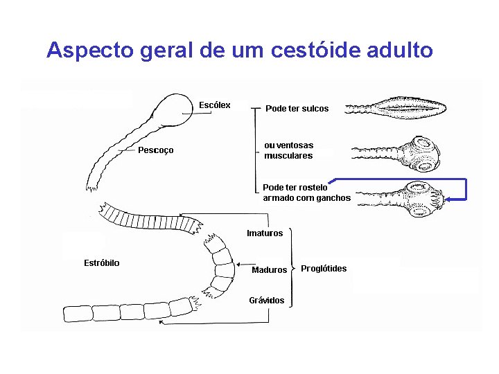 Aspecto geral de um cestóide adulto 