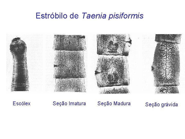 Estróbilo de Taenia pisiformis Escólex Seção Imatura Seção Madura Seção grávida 