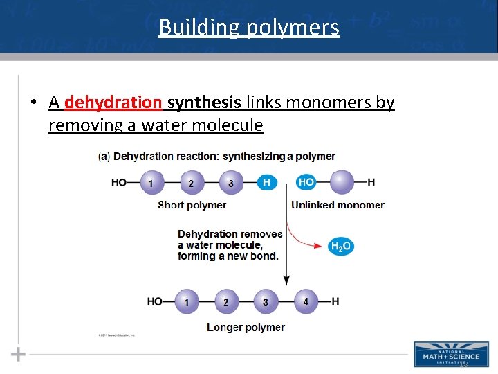 Building polymers • A dehydration synthesis links monomers by removing a water molecule 18