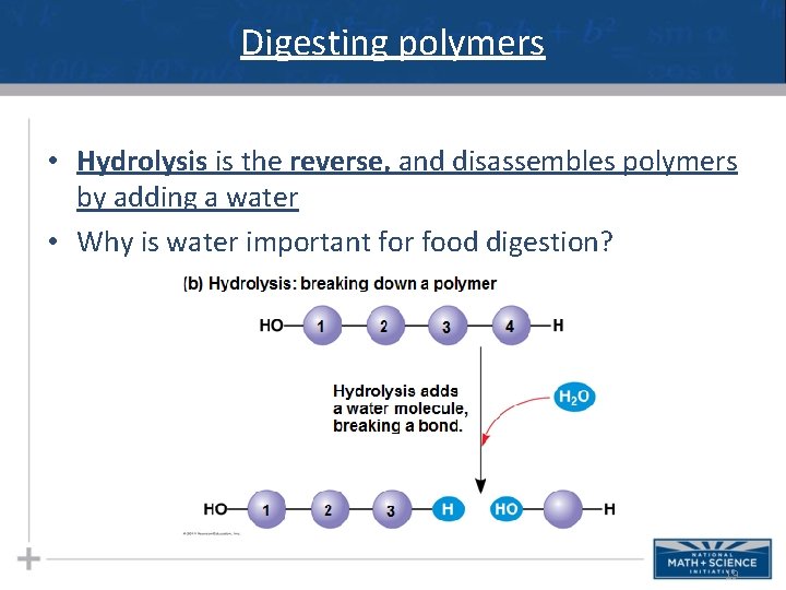 Digesting polymers • Hydrolysis is the reverse, and disassembles polymers by adding a water