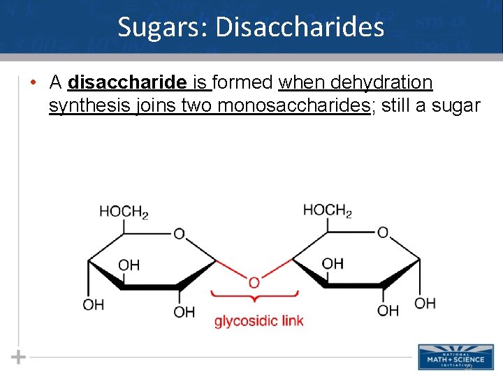 Sugars: Disaccharides • A disaccharide is formed when dehydration synthesis joins two monosaccharides; still