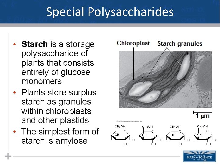 Special Polysaccharides • Starch is a storage polysaccharide of plants that consists entirely of