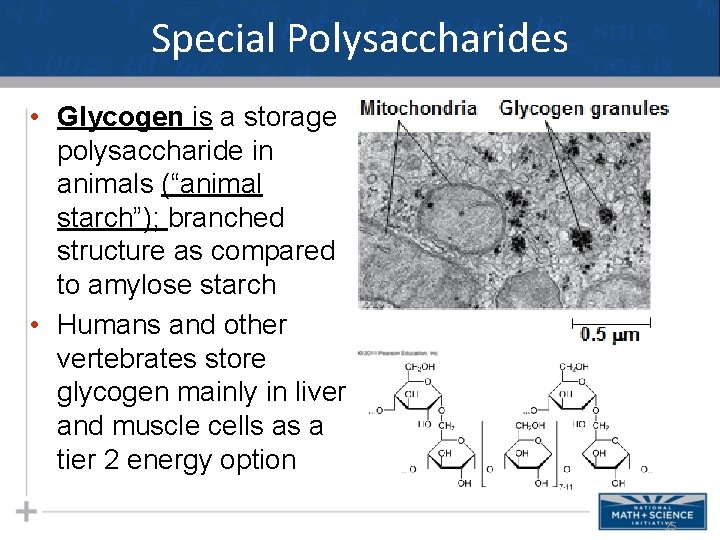 Special Polysaccharides • Glycogen is a storage polysaccharide in animals (“animal starch”); branched structure