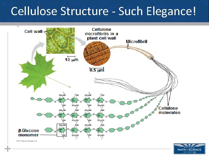 Cellulose Structure - Such Elegance! 27 