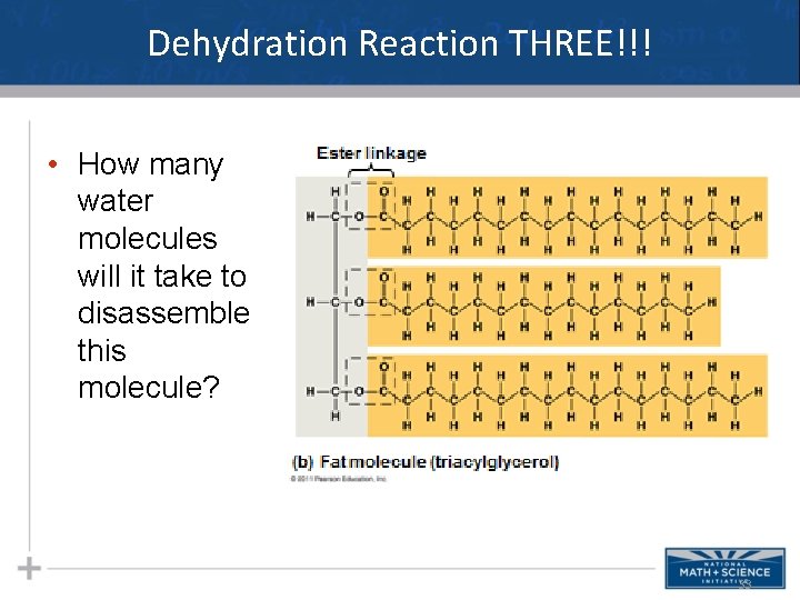 Dehydration Reaction THREE!!! • How many water molecules will it take to disassemble this