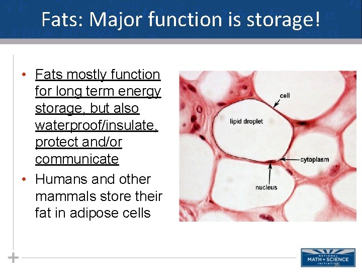 Fats: Major function is storage! • Fats mostly function for long term energy storage,