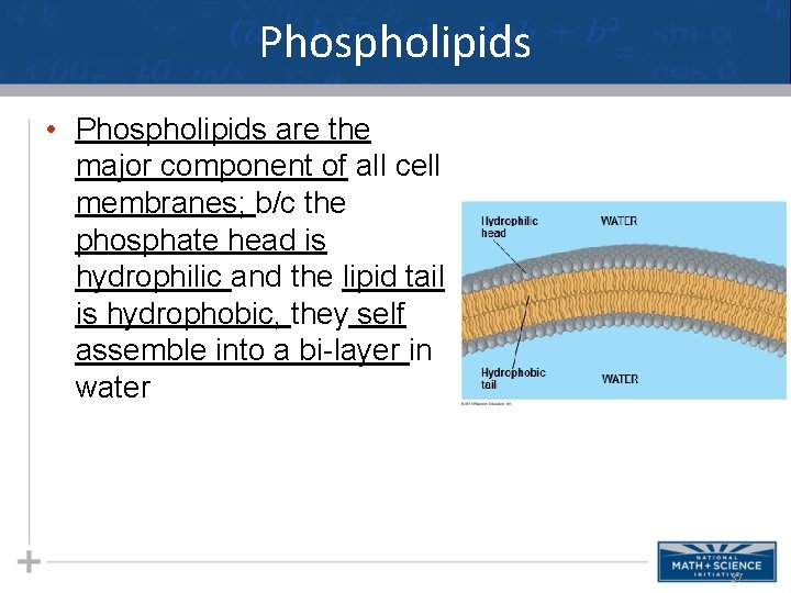 Phospholipids • Phospholipids are the major component of all cell membranes; b/c the phosphate