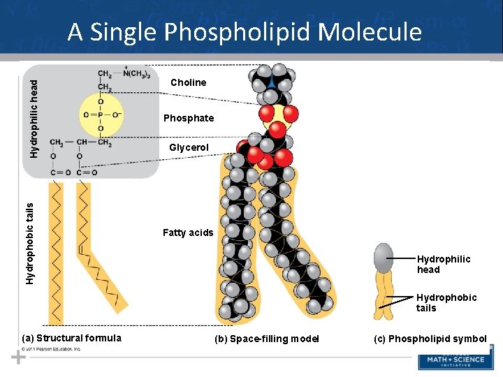 Hydrophobic tails Hydrophilic head A Single Phospholipid Molecule Choline Phosphate Glycerol Fatty acids Hydrophilic