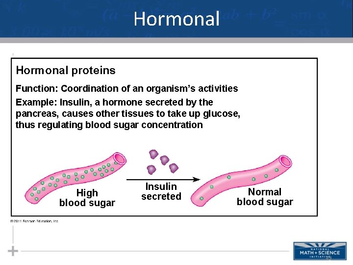 Hormonal proteins Function: Coordination of an organism’s activities Example: Insulin, a hormone secreted by