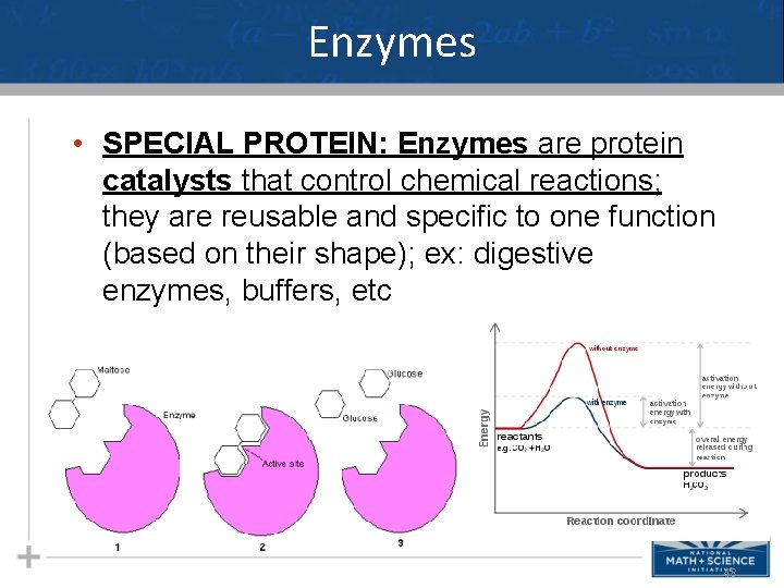 Enzymes • SPECIAL PROTEIN: Enzymes are protein catalysts that control chemical reactions; they are