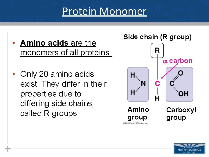 Protein Monomer • Amino acids are the monomers of all proteins. • Only 20