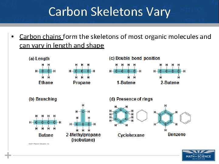 Carbon Skeletons Vary • Carbon chains form the skeletons of most organic molecules and