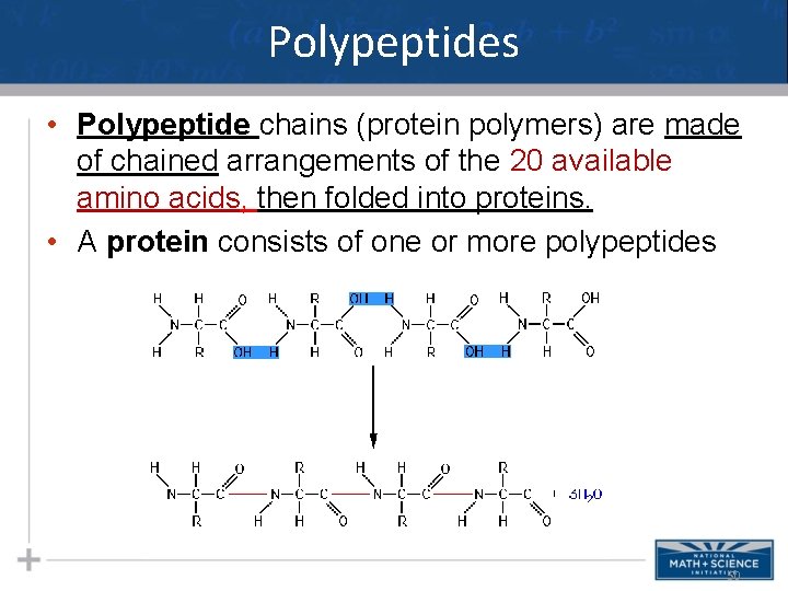 Polypeptides • Polypeptide chains (protein polymers) are made of chained arrangements of the 20