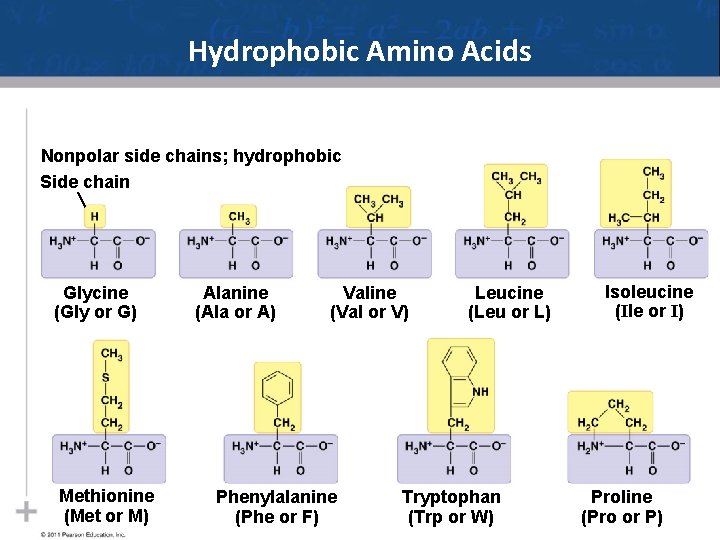 Hydrophobic Amino Acids Nonpolar side chains; hydrophobic Side chain Glycine (Gly or G) Methionine