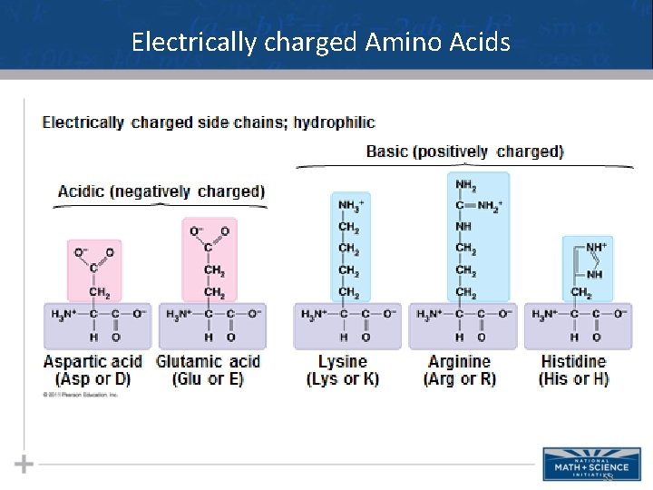 Electrically charged Amino Acids 53 