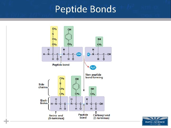 Peptide Bonds 56 