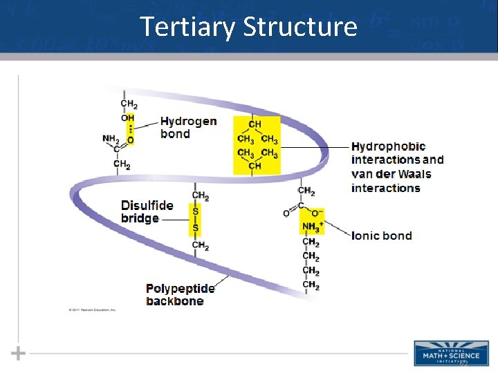 Tertiary Structure 62 