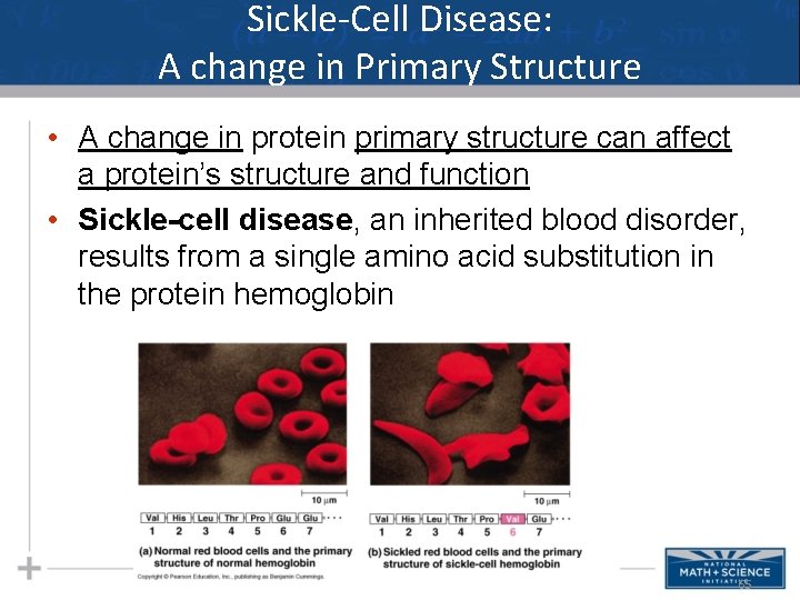 Sickle-Cell Disease: A change in Primary Structure • A change in protein primary structure