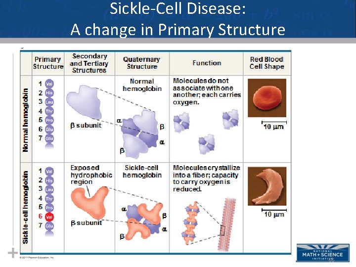 Sickle-Cell Disease: A change in Primary Structure 66 