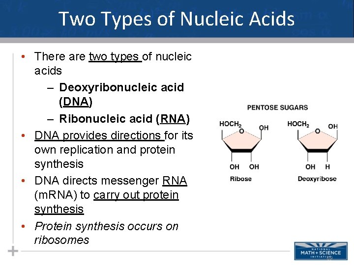 Two Types of Nucleic Acids • There are two types of nucleic acids –