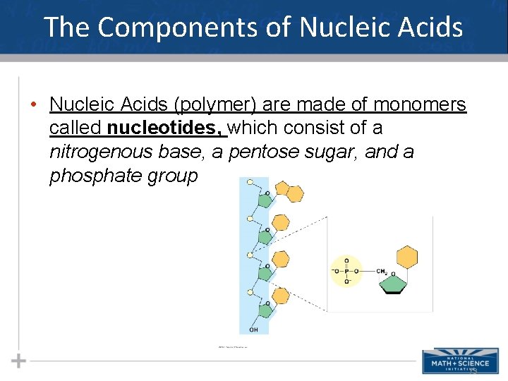 The Components of Nucleic Acids • Nucleic Acids (polymer) are made of monomers called