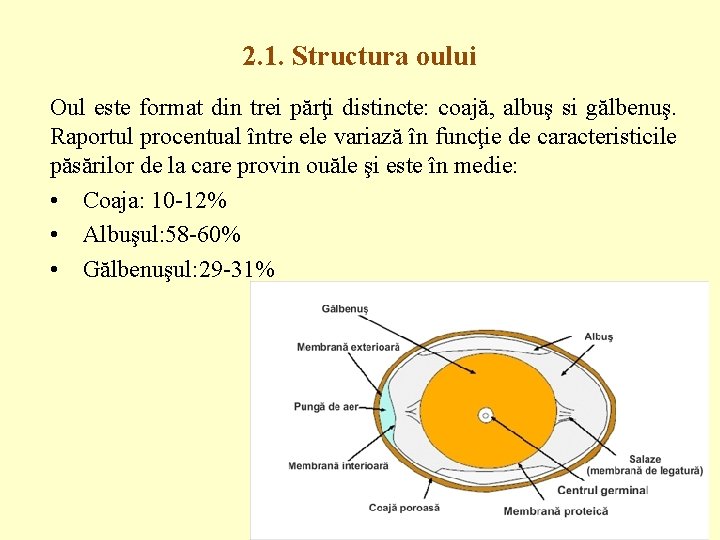 2. 1. Structura oului Oul este format din trei părţi distincte: coajă, albuş si