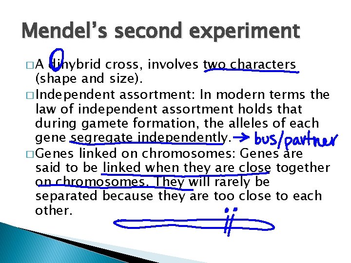 Mendel’s second experiment �A dihybrid cross, involves two characters (shape and size). � Independent