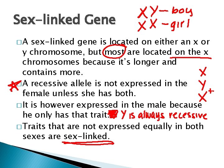 Sex-linked Gene �A sex-linked gene is located on either an x or y chromosome,