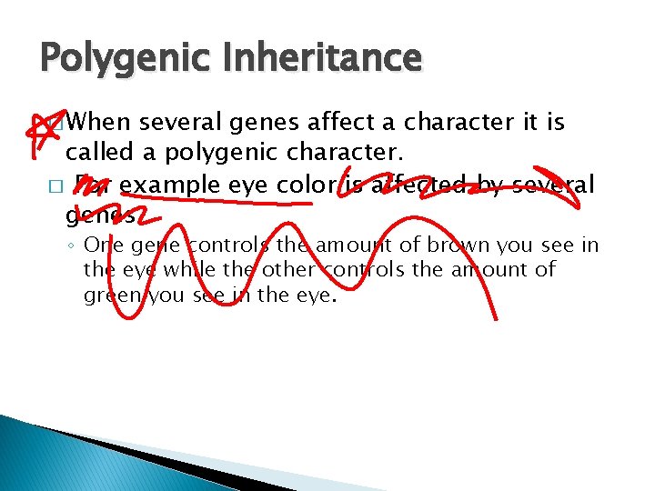 Polygenic Inheritance � When several genes affect a character it is called a polygenic