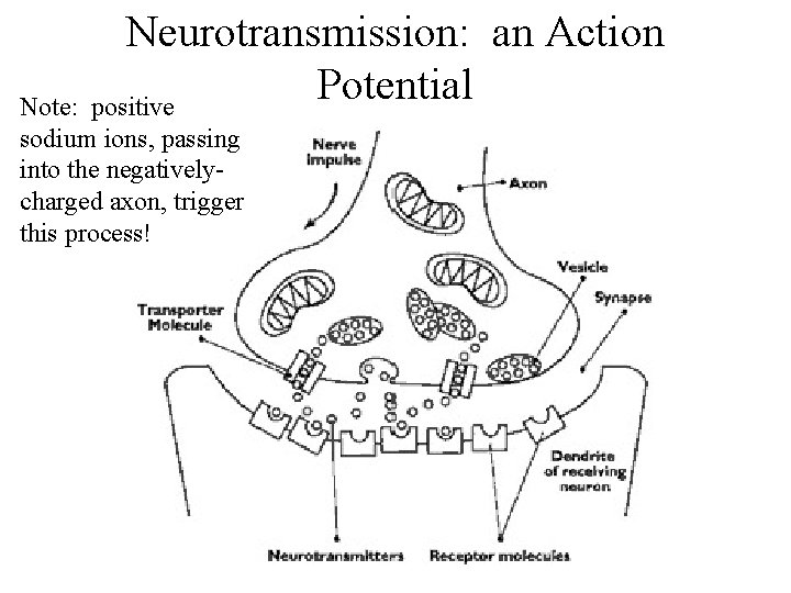 Neurotransmission: an Action Potential positive Note: sodium ions, passing into the negativelycharged axon, trigger