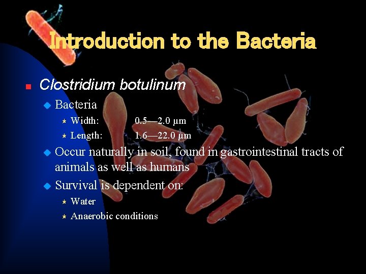 Introduction to the Bacteria n Clostridium botulinum u Bacteria Width: « Length: « 0.