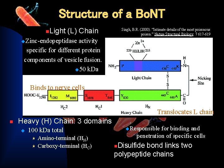 Structure of a Bo. NT n Light (L) Chain Singh, B. R. (2000). “Intimate