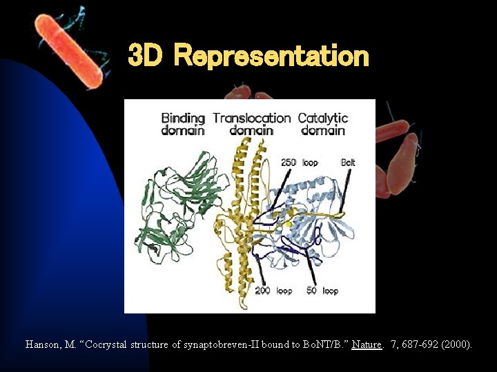 3 D Representation Hanson, M. “Cocrystal structure of synaptobreven-II bound to Bo. NT/B. ”