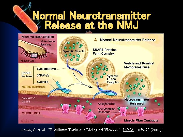 Normal Neurotransmitter Release at the NMJ Arnon, S. et. al. “Botulinum Toxin as a