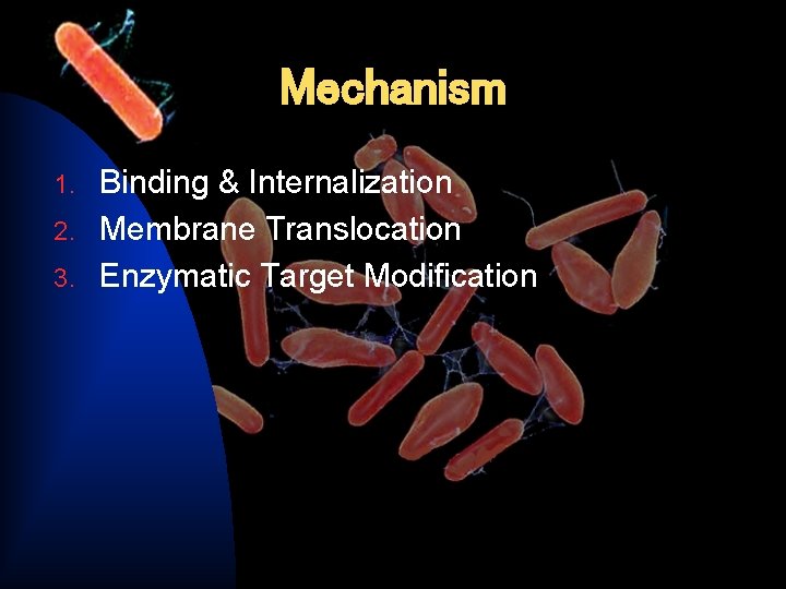 Mechanism Binding & Internalization 2. Membrane Translocation 3. Enzymatic Target Modification 1. 